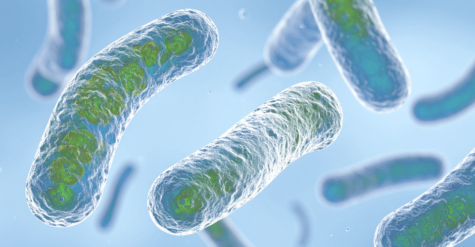 Prélèvement de légionelles - Stratégies d'échantillonnage pour un dépistage efficace des légionelles dans les bâtiments Formation Unisanté sur le prélèvement de bactéries légionelles dans les bâtiments