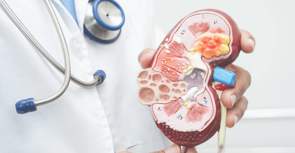 médecin tenant une maquette de rein dans sa main