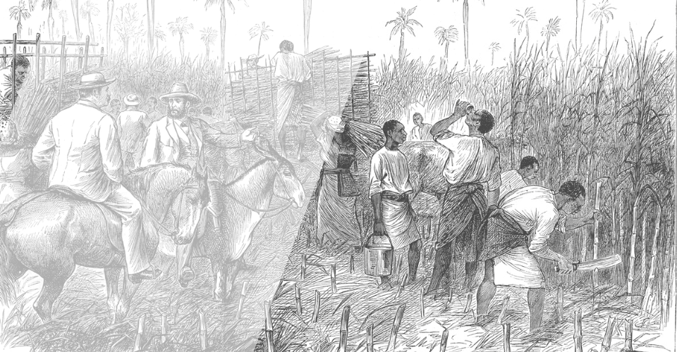 esclavagisme coupe de canne antilles dessin noir blanc