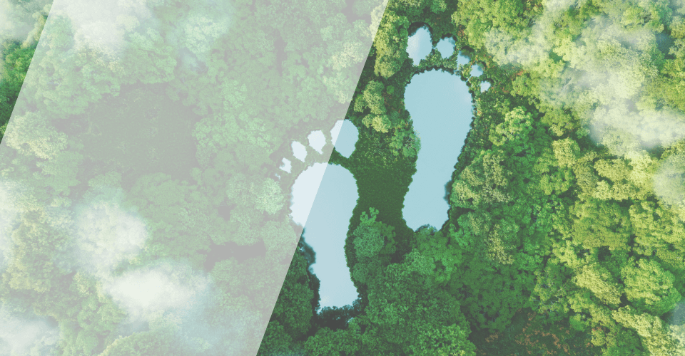 balade en forêt empreinte pas