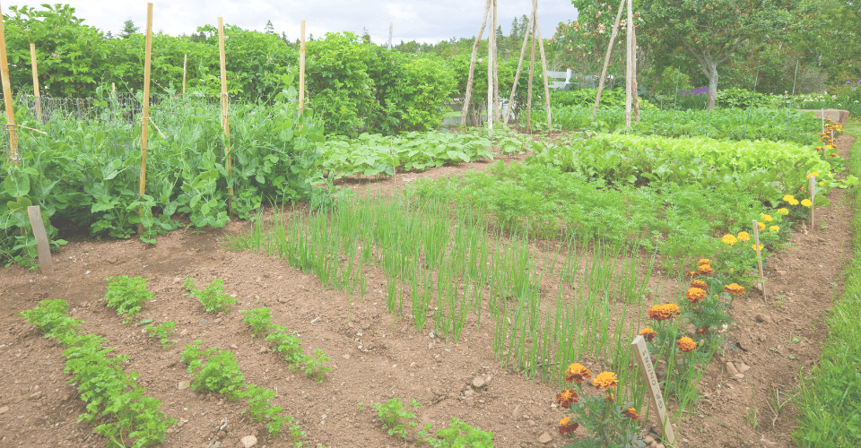 jardin potager avec légumes