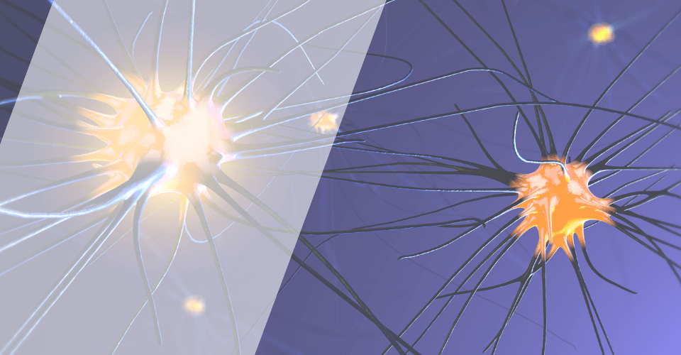 cerveau reseau neurone 