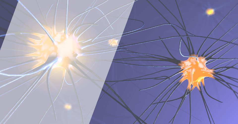cerveau reseau neurone 