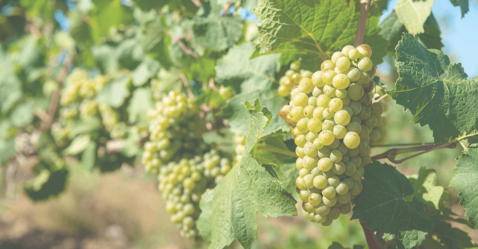 raisin blanc sur un cep de vigne